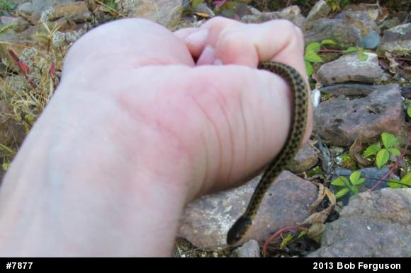 Eastern Gartersnake