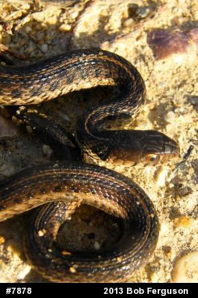 Eastern Gartersnake
