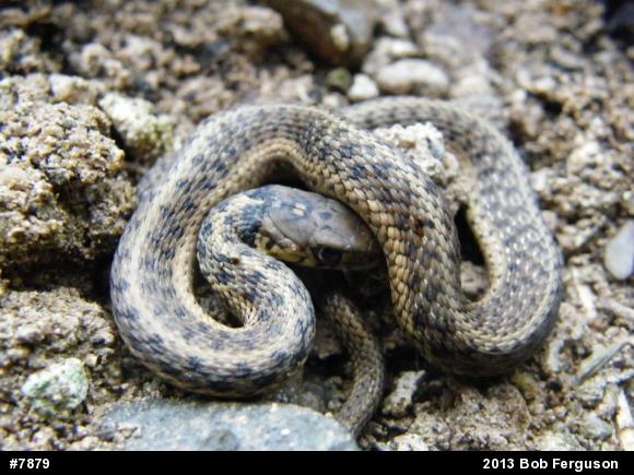 Eastern Gartersnake