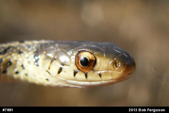 Eastern Gartersnake