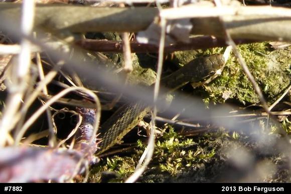 Eastern Gartersnake