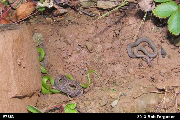 Eastern Gartersnake