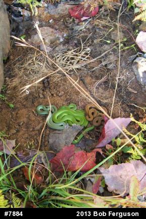 Eastern Gartersnake