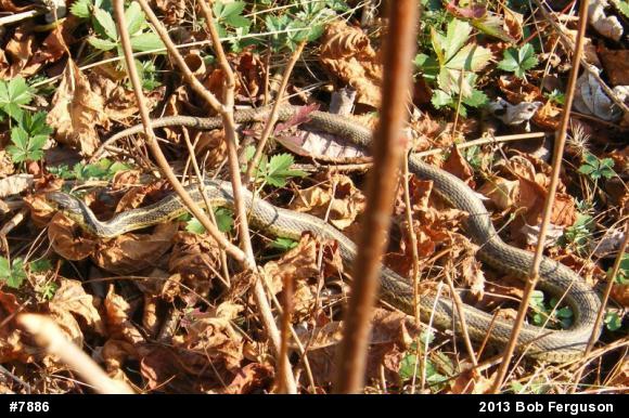 Eastern Gartersnake
