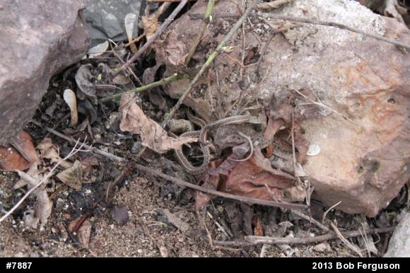 Eastern Gartersnake