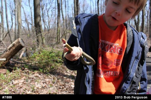 Eastern Gartersnake