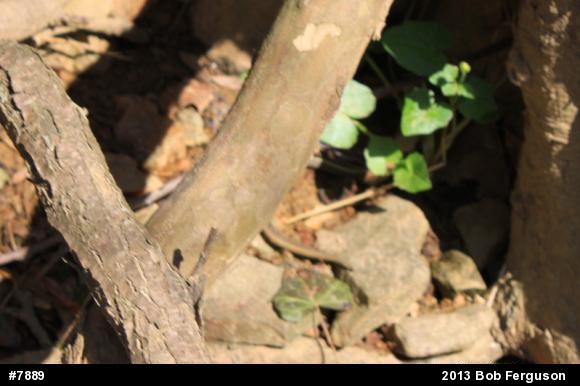 Eastern Gartersnake
