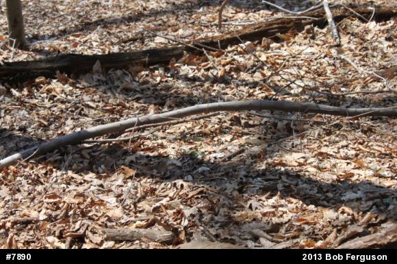 Eastern Gartersnake