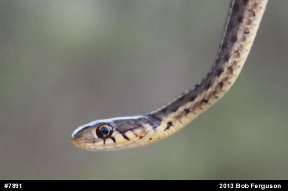 Eastern Gartersnake