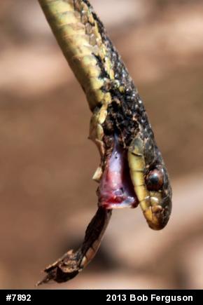 Eastern Gartersnake