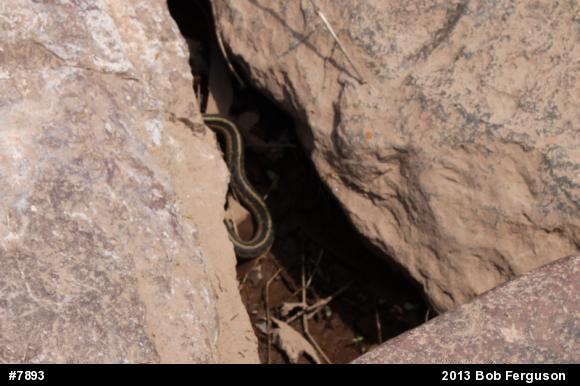 Eastern Gartersnake