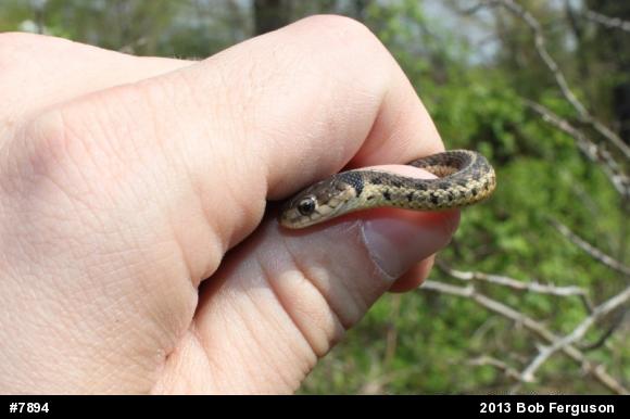 Eastern Gartersnake