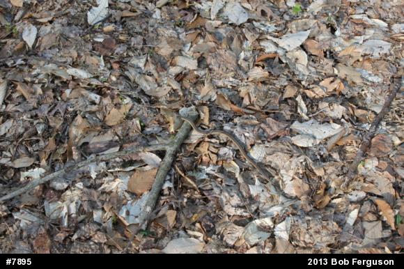 Eastern Gartersnake