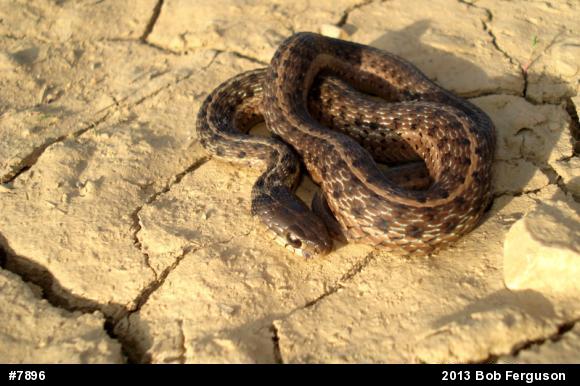 Eastern Gartersnake