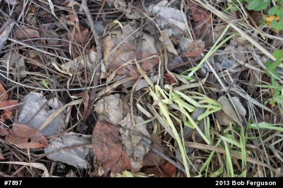 Eastern Gartersnake