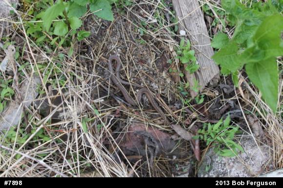Eastern Gartersnake
