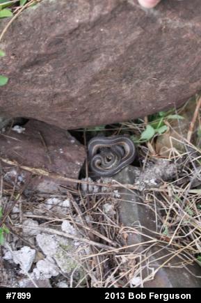 Eastern Gartersnake