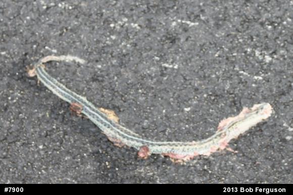 Eastern Gartersnake