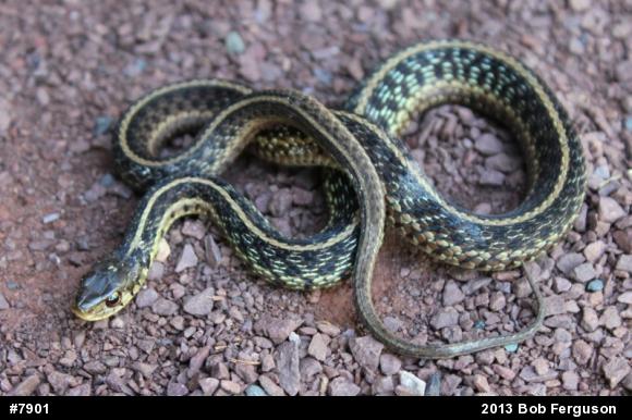 Eastern Gartersnake