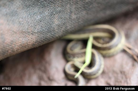 Eastern Gartersnake