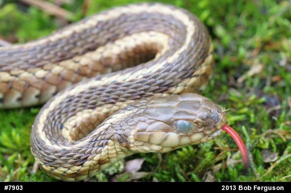 Eastern Gartersnake