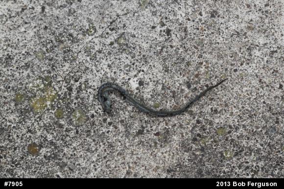 Eastern Gartersnake