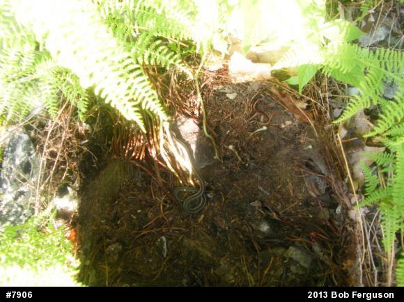 Eastern Gartersnake