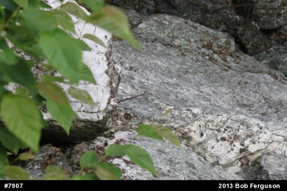 Eastern Gartersnake