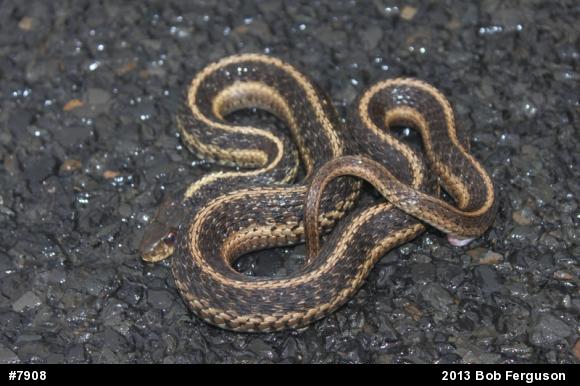 Eastern Gartersnake