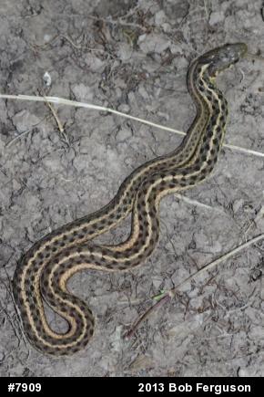 Eastern Gartersnake