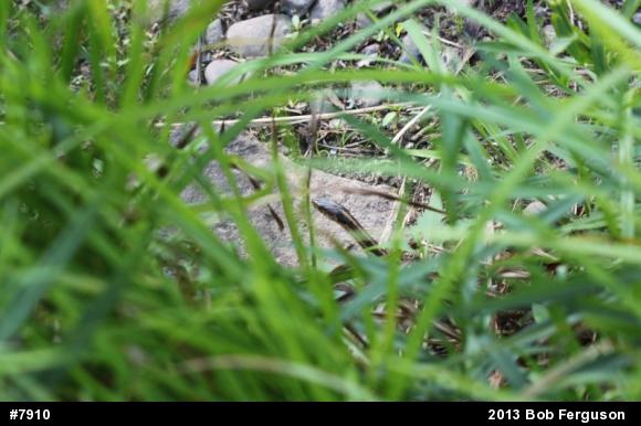 Eastern Gartersnake