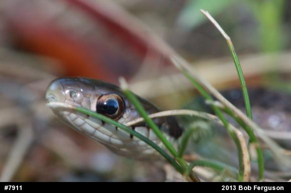 Eastern Gartersnake