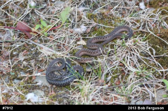 Eastern Gartersnake