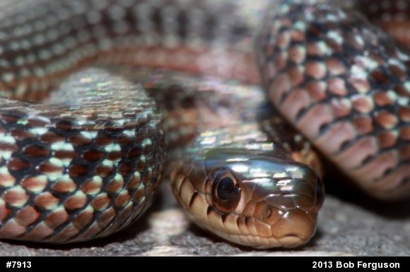 Eastern Gartersnake