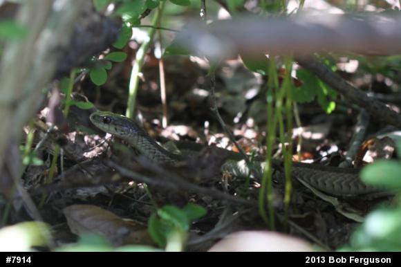 Eastern Gartersnake