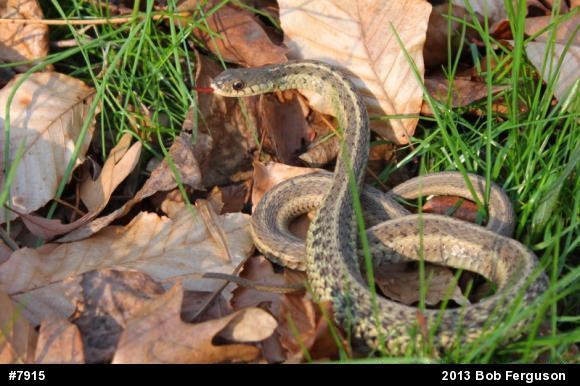 Eastern Gartersnake