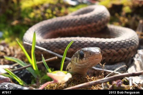 Eastern Gartersnake