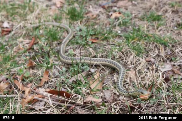Eastern Gartersnake