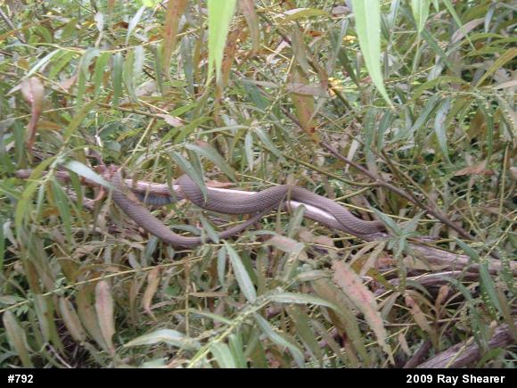 Queensnake
