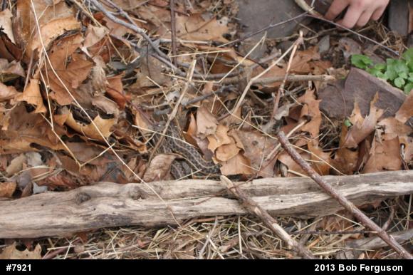 Eastern Gartersnake