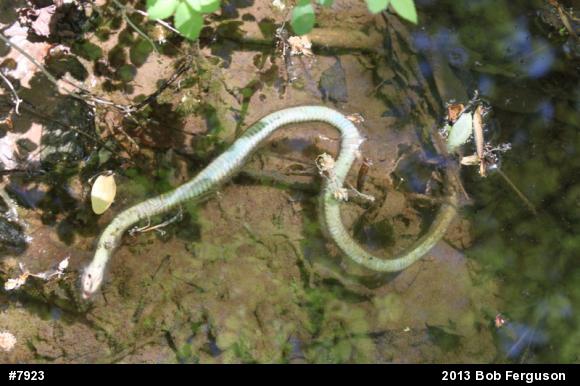 Eastern Gartersnake