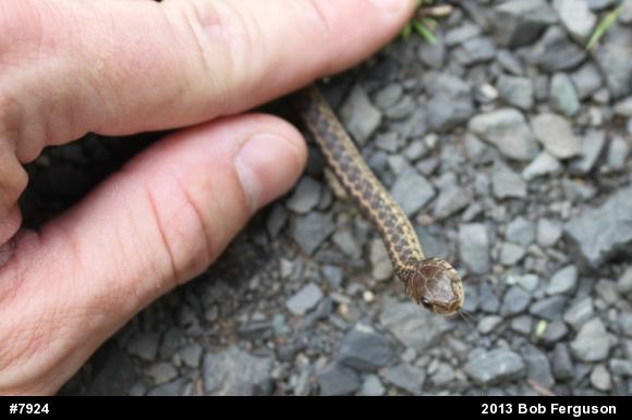 Eastern Gartersnake