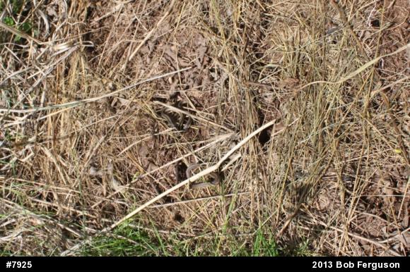Eastern Gartersnake