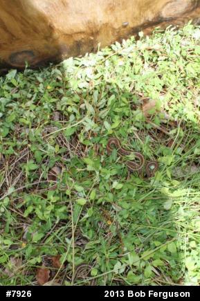 Eastern Gartersnake