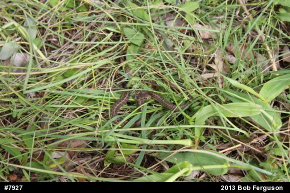 Eastern Gartersnake