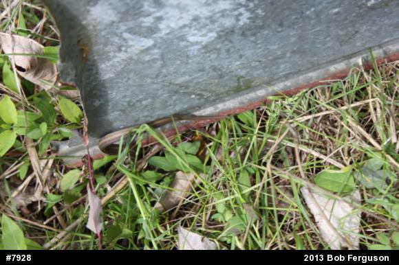 Eastern Gartersnake
