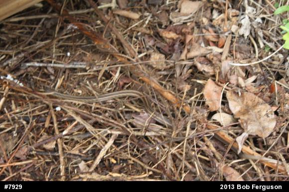 Eastern Gartersnake