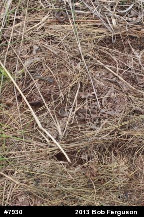 Eastern Gartersnake