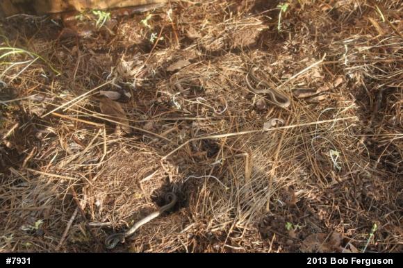 Eastern Gartersnake