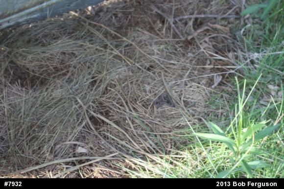 Eastern Gartersnake